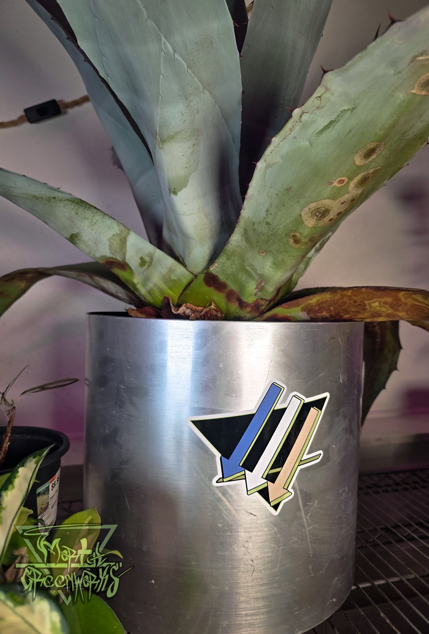 Close up of a large Potted Whale Finned Agave with a metallic pot featuring the 6x6" Mojave Climate Front Logo, on a blurred grey background. A variegated hoya creeps out from the bottom left corner.