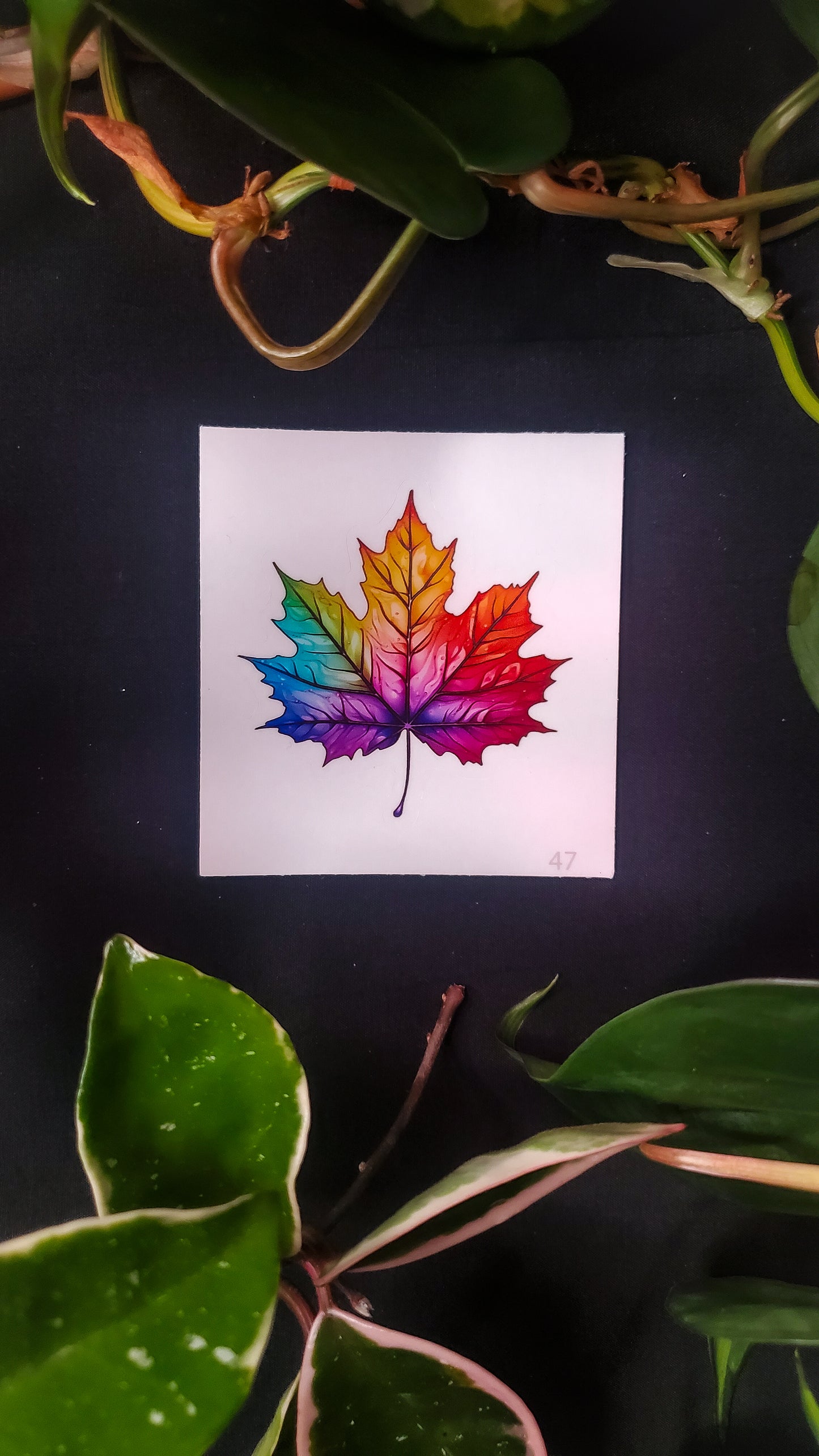 A sticker featuring a vibrant maple leaf with rainbow colors against a dark background, surrounded by green plants.