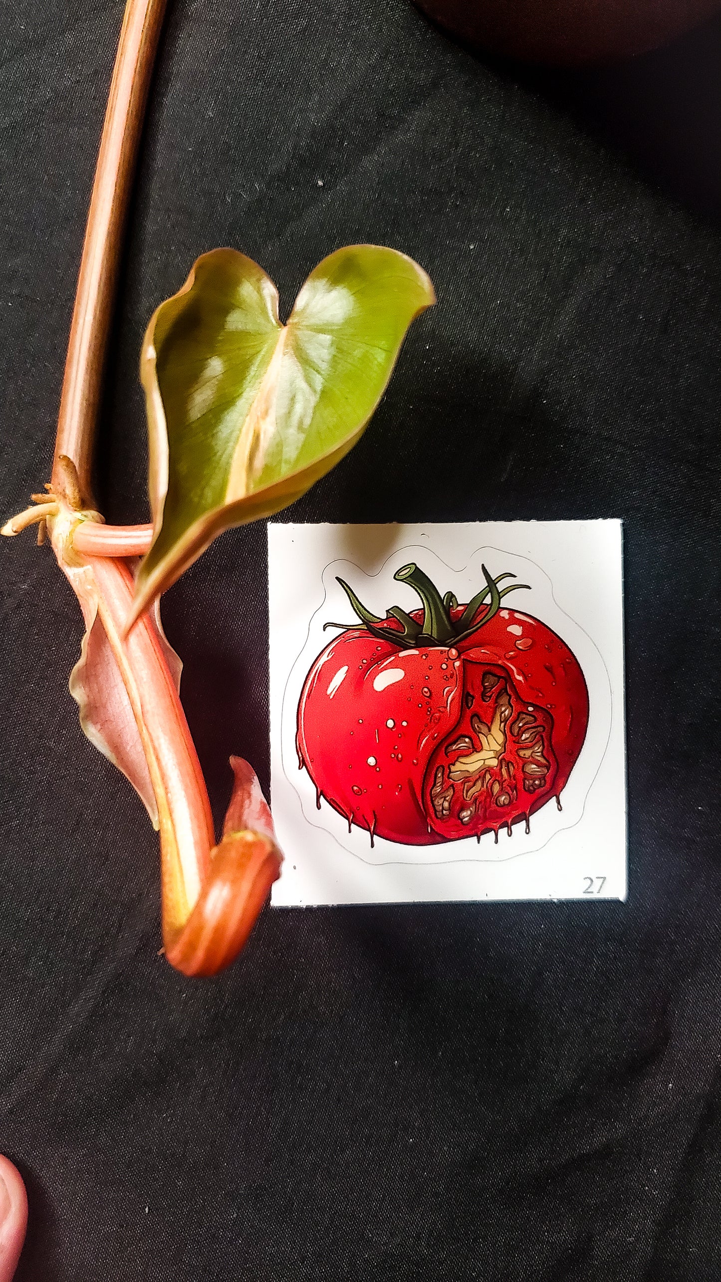 A glossy sticker depicting a juicy, cut-open tomato, against a dark cloth with green plant life around.