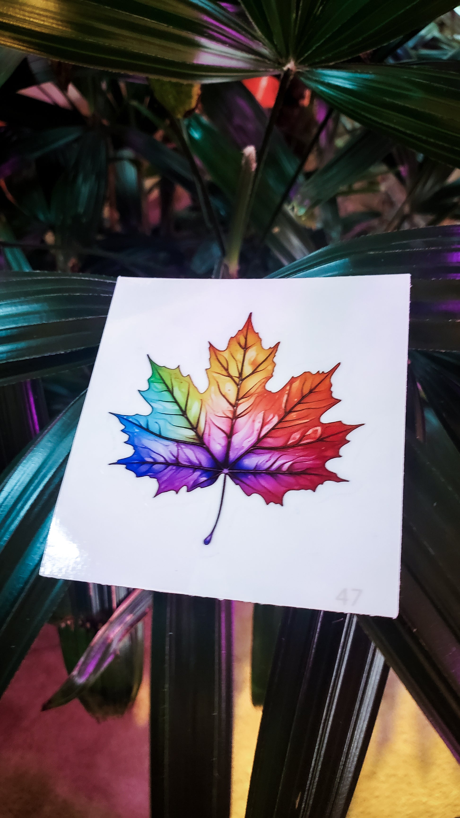 Rainbow maple leaf sticker positioned among the dark, slender leaves of a tropical plant