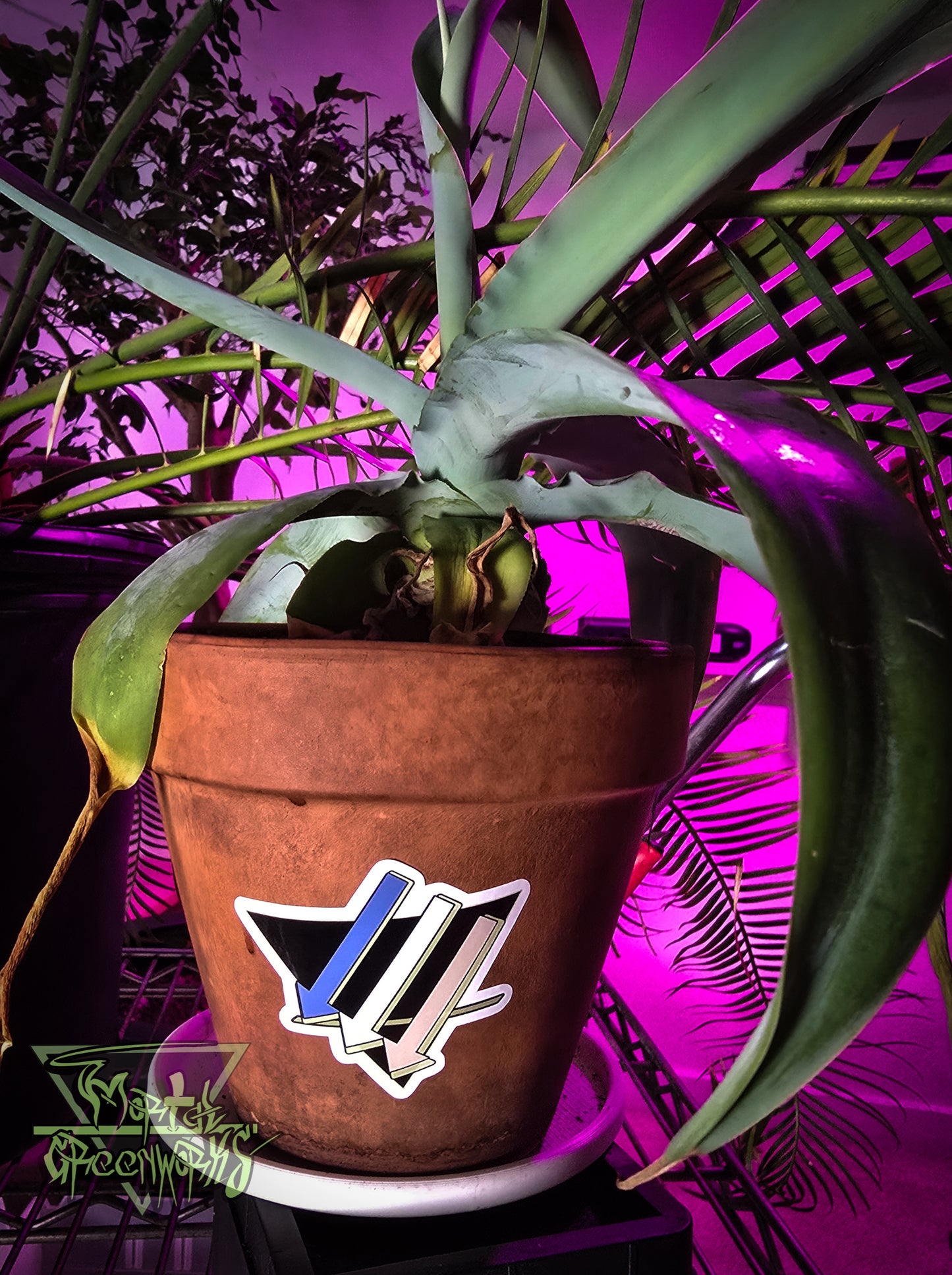 Potted desert plant with the blue, white, tan, and black logo of the Mojave climate front emblem on the pot against a purple background filled with tropical plants