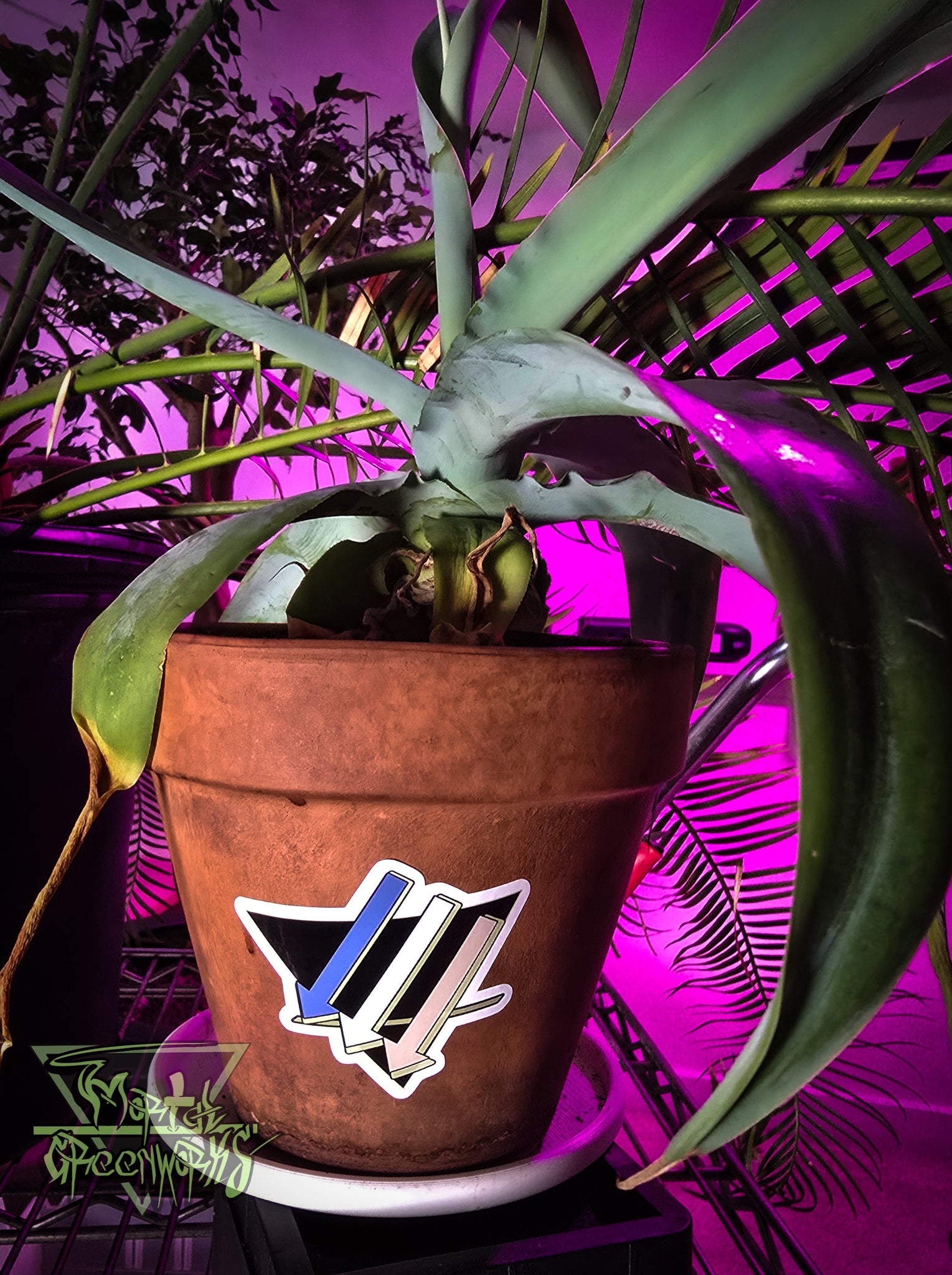 Potted desert plant with the blue, white, tan, and black logo of the Mojave climate front emblem on the pot against a purple background filled with tropical plants